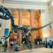 amnh 1