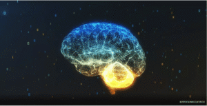brain 1 e1638475826858 1